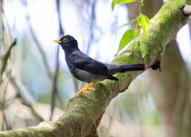 A sleek black thrush gracefully perched on the rugged bark of a towering tree trunk, its glossy feathers glinting in the dappled sunlight filtering through the leaves above.