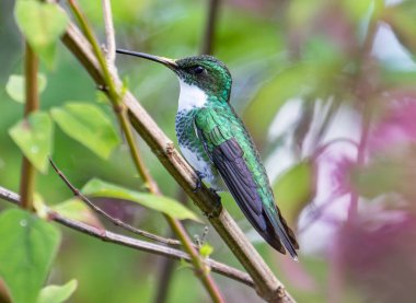 A White-throated Hummingbird, its iridescent plumage shimmering in the dappled sunlight, perched gracefully among the vibrant greenery of a lush, verdant landscape. 