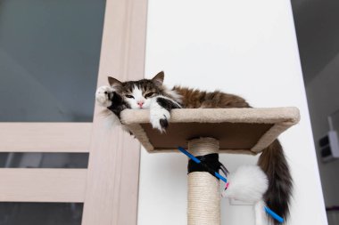 Çizgili kahverengi kedi Kediler için ev dinleniyor