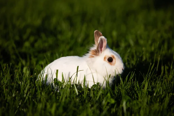 White Rabbit Walking Green Meadow — Stock Photo, Image