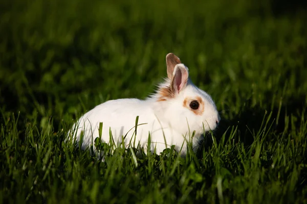 Lapin dans l'herbe images libres de droit, photos de Lapin dans l