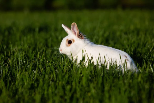 Conejo Blanco Caminando Pradera Verde —  Fotos de Stock
