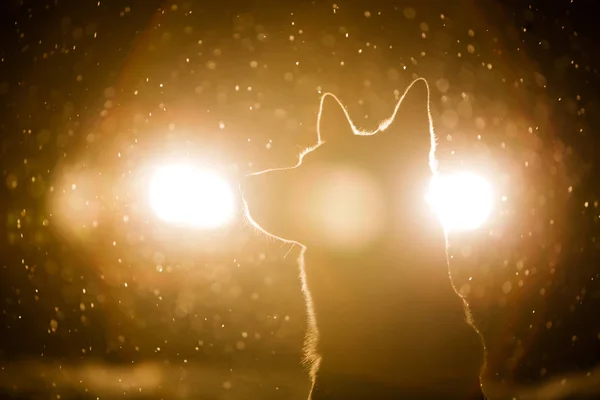 Hundesilhouette Scheinwerferlicht — Stockfoto
