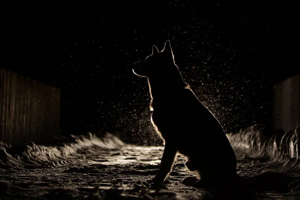 Köpek siluet farlar