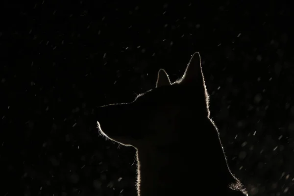 ヘッドライトに照らされた犬シルエット — ストック写真