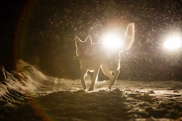 Köpek siluet farlar