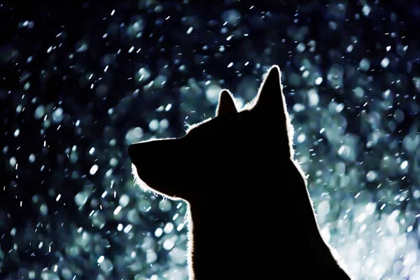 Köpek siluet farlar