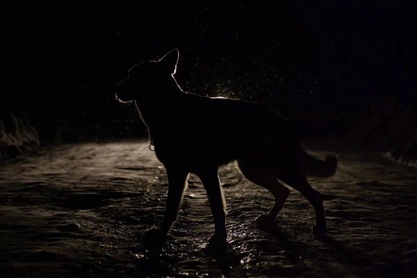 Silhueta Cão Nos Faróis — Fotografia de Stock