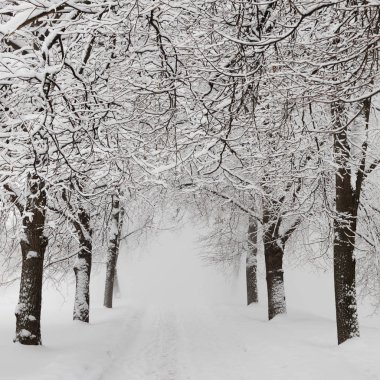 Taze beyaz kar ile Rusya'da kış 