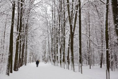 Taze beyaz kar ile Rusya'da kış 