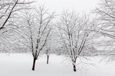 Taze beyaz kar ile Rusya'da kış 