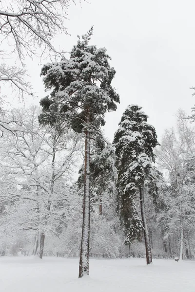 Taze beyaz kar ile Rusya'da kış 