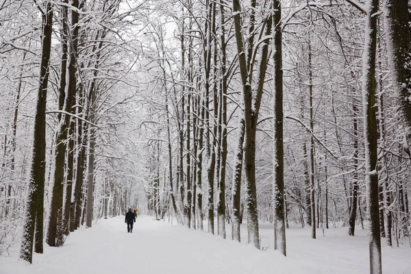 Taze beyaz kar ile Rusya'da kış 