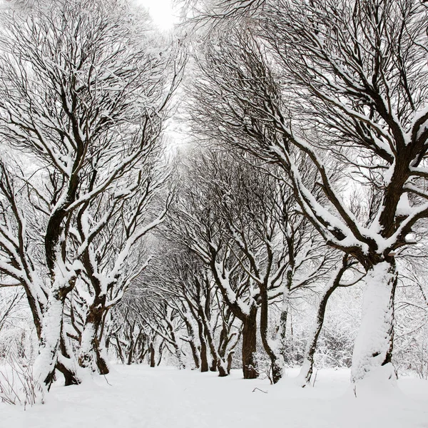 Inverno Rússia Com Neve Branca Fresca — Fotografia de Stock