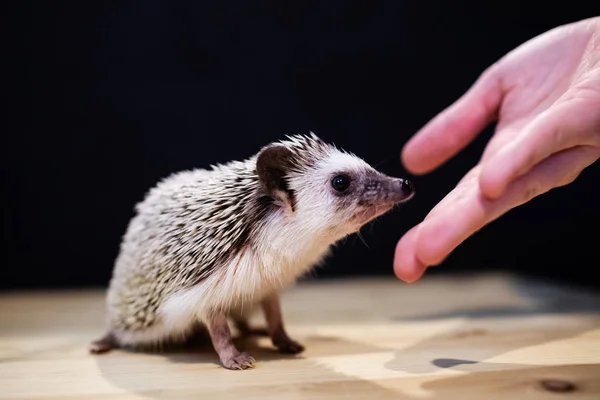 Domestic hedgehog in the hands of woman, closeup