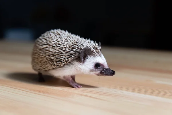 Domestic Young Hedgehog Portrait Home Interior — Stock Photo, Image