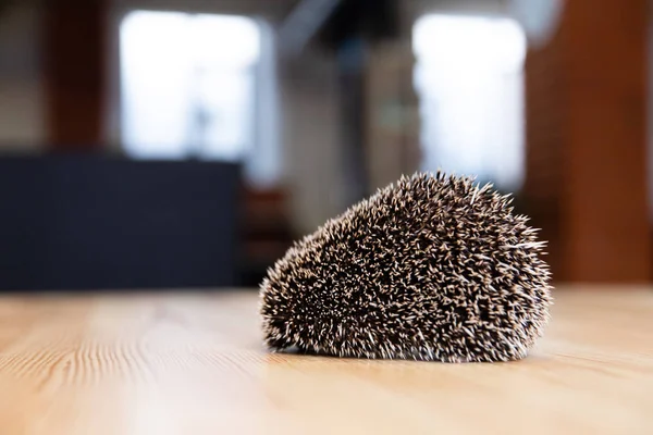 Domestic Young Hedgehog Portrait Home Interior — Stock Photo, Image