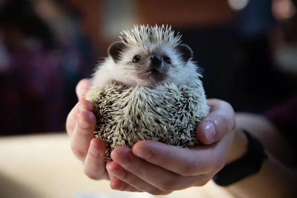 Kadın, closeup elinde yerli kirpi