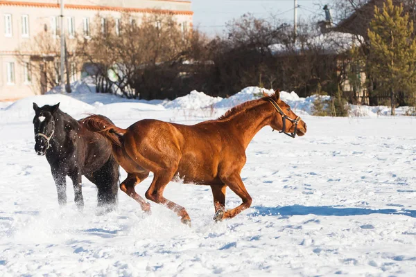 Horses walking in winter field in the village