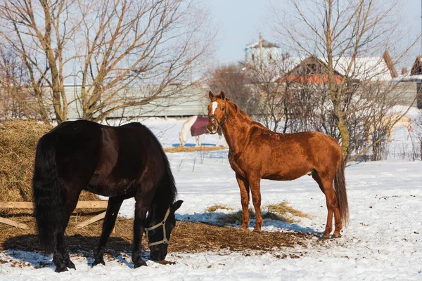 村で冬のフィールドで歩いている馬 — ストック写真
