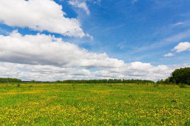 Bahar çayır üzerinde sarı çiçek açan karahindiba