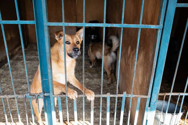 Jaula Con Perros Refugio Animales — Foto de Stock