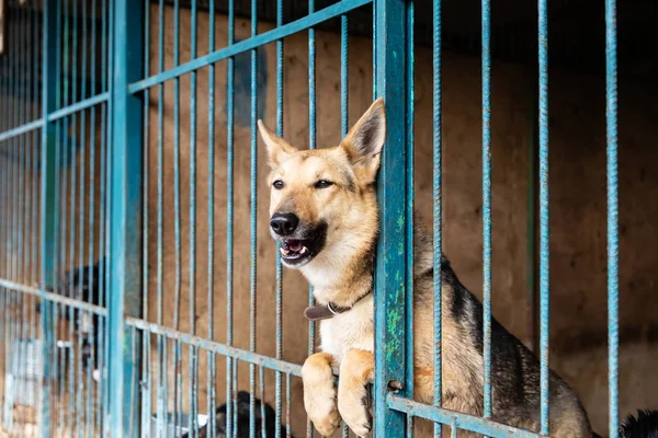 Cage Dogs Animal Shelter — Stock Photo, Image