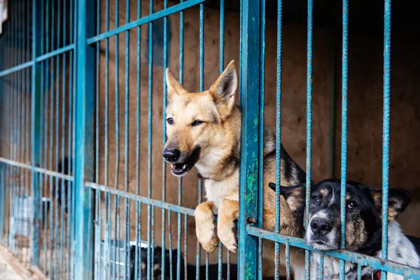 Cage Dogs Animal Shelter — Stock Photo, Image