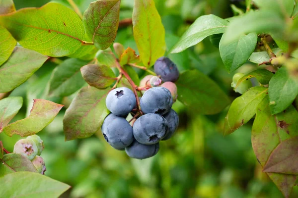 Bush yaz aylarında olgun bir böğürtlen, closeup
