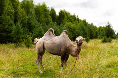 Yeşil çimlerde yürüyen deve