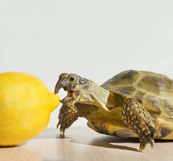 turtle bites lemon, reptile, citrus, mouth, food