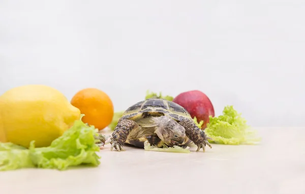 turtle eats green lettuce, reptile, greens, turtle shell, feeding, food, fruit, lemon