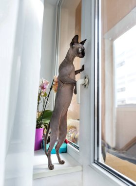 Kanada Sfenks kedisi yakınındaki daireyi Sphynx kedi içinde belgili tanımlık pencere pencere üzerinde arka ayakları üzerinde 