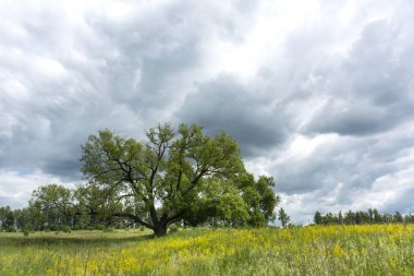 yeşil çayır, yağmur bulutları, yaz kırsal manzara ile gökyüzü üzerinde büyük dallı ağaç