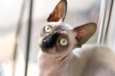 kel kedi, kedi, Kanada Sfenks, Sphynx, pencere, namlu kel kedi, kedi gözleri yakınındaki kedi