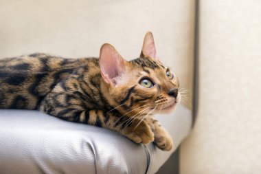 1, kat, kedi doğurmak Benekli kedi gözünüzü dört açın, arıyorum bir Bengal kedi yavru kedi