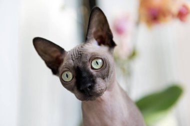 kedi doğurmak sphynx Kanada, Evcil hayvan, hayvan, memeli, kedi namlu