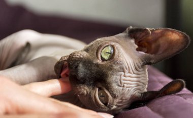 bir adam, etkileşim ve hayvan, kel kedi, bal ile oynayan bir kişi eli ısırma Kanada Sphynx kedi doğurmak