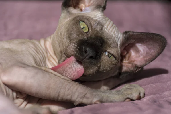 Bir Kedi Seyir Pençe Pembe Kedi Dili Yalama Yatakta Yatıyordu — Stok fotoğraf