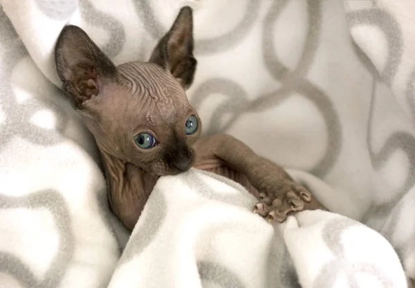 kitten, a female canadian Sphynx, hairless cat chews blanket