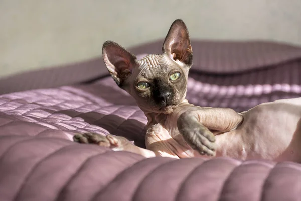1, one cat, canadian Sphynx breed lying on the bed, bald cat