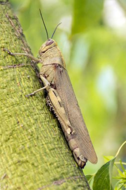 böcek, çekirge, ağustosböceği, locust üzerinde yeşil bir arka plan üzerinde bir yeşil ağaç gövdesi