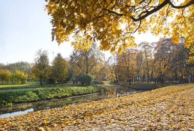 Sonbahar, sarı yapraklar ağaçlar, parlak güneş ışığı, su birikintisi parkta