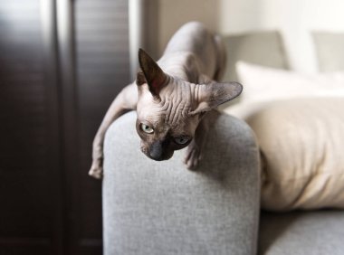 kel kedi çalış, kedi doğurmak Sphynx yakaladı bacaklar kanepe için evde beslenen hayvan