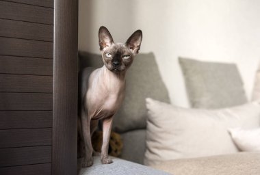 dört gözle, kel kedi, bej kanepe kenarına onun pençeleri üzerinde kedi doğurmak Kanada Sfenks duruyor evde beslenen hayvan