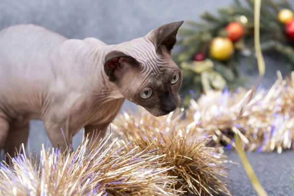 Glatze Unter Weihnachtsschmuck Goldenes Lametta Ein Tannenkranz Mit Weihnachtskugeln Eine — Stockfoto