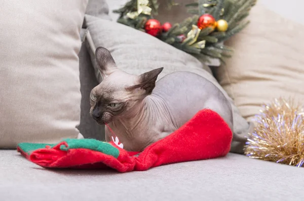 Katze Mit Glatze Liegt Auf Dem Sofa Und Knabbert Eine — Stockfoto