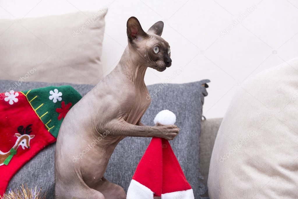 bald cat holding in paws red cap, pet, Christmas decor, red Christmas sock, breed canadian Sphynx