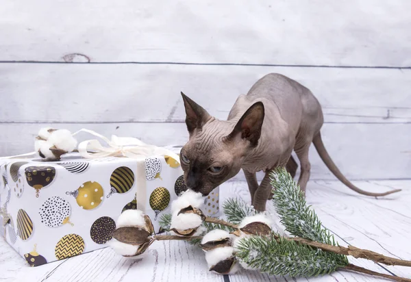 Schachtel Weißem Geschenkpapier Mit Bemalten Weihnachtskugeln Katze Schnüffelt Baumwollzweige Fichtenzweig — Stockfoto