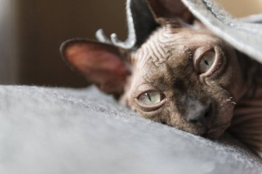 kedi kedi doğurmak Kanada Sphynx, kel kedi